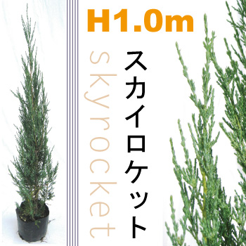 スカイロケット　コニファー　生垣