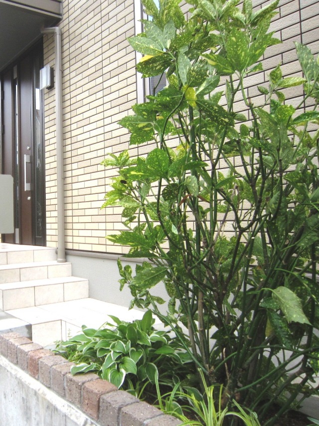 ホスタ ギボウシ アオキ 植栽例