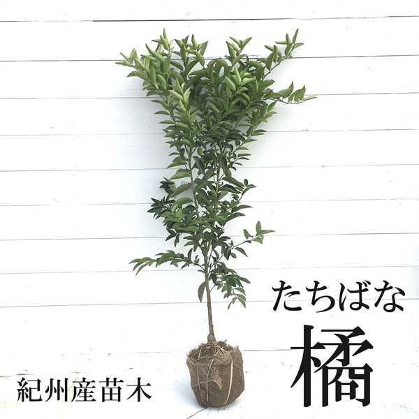 橘　タチバナ　大和　ヤマト　苗　販売