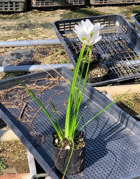 タマスダレ　白花