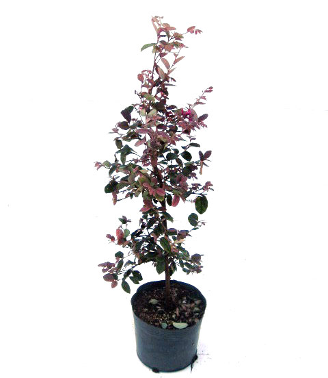 トキワマンサク赤葉赤花 40cm