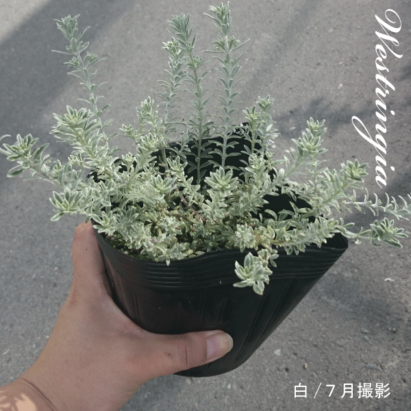 ウエストリンギア　白花　白斑　フイリ　斑入り