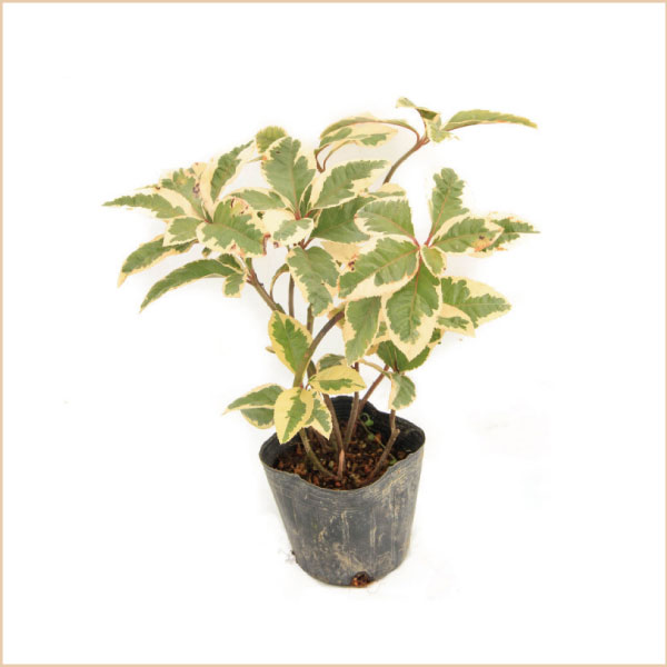 斑入りやぶこうじ　ヤブコウジ　苗　植木組合　藪柑子　