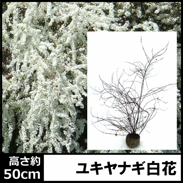 ユキヤナギ　雪柳　植木組合