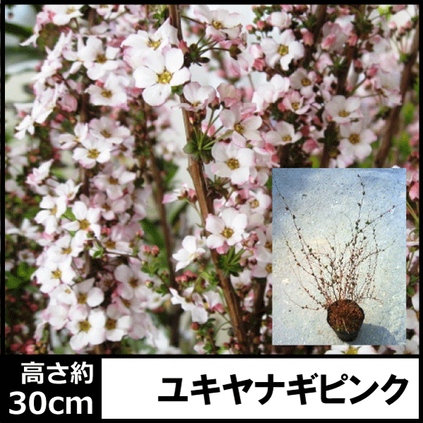 ユキヤナギ 雪柳 植木組合 ピンク雪柳