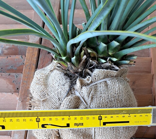 ユッカロストラーダ　リギダ　ゆっかろすとらーだ　りぎだ　植木組合