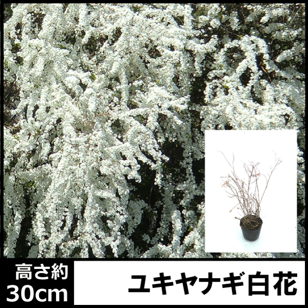 ユキヤナギ 雪柳 植木組合
