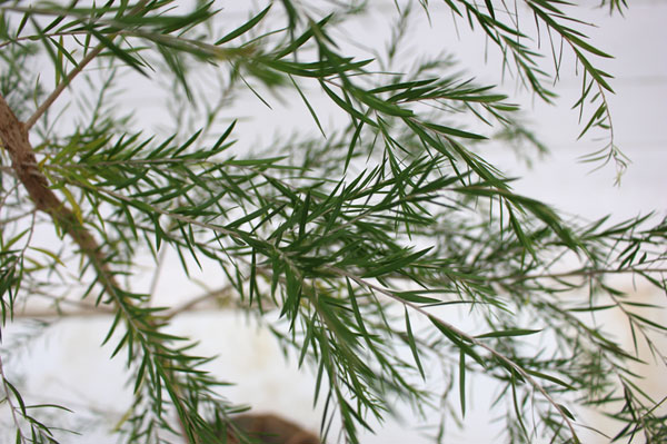 ブラックティツリー