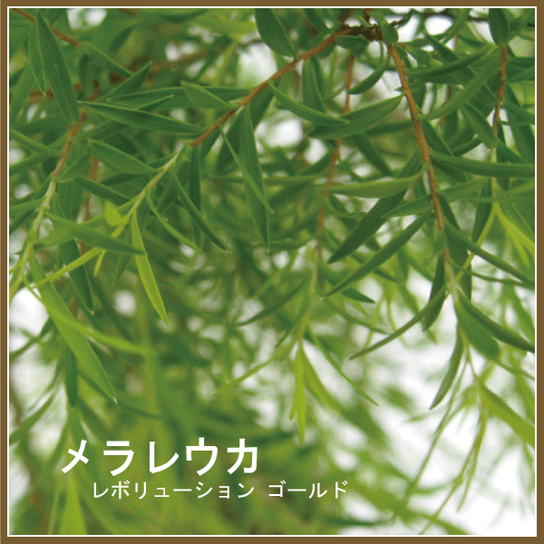 メラレウカ　レボリューションゴールド　600バナー