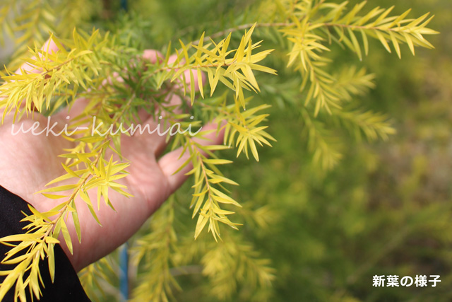 メラレウカ （メラリューカ） レボリューションゴールド