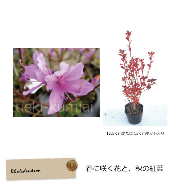 ミツバツツジ （三つ葉つつじ） 高さ約30ｃｍ 鉢含まず