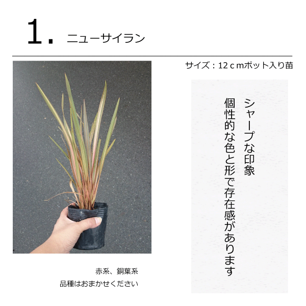 モダンガーデンセット　植木組合