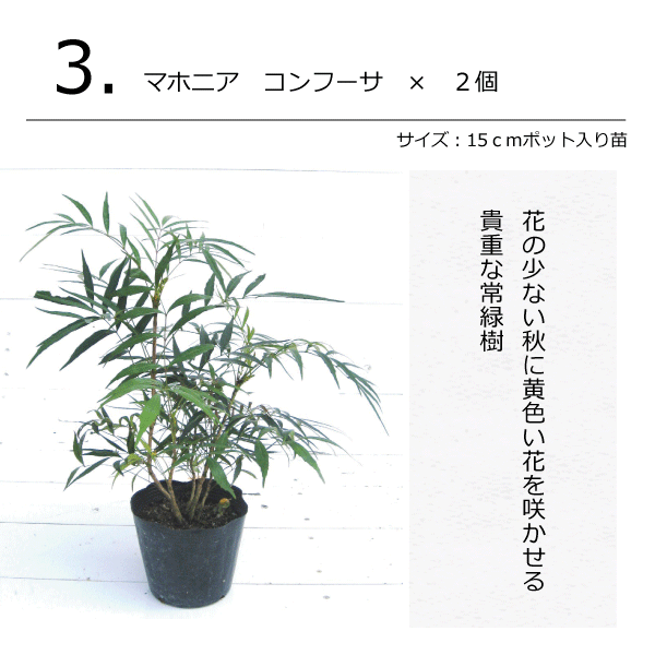 モダンガーデンセット　植木組合