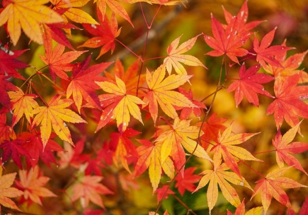 紅葉の素晴らしい木