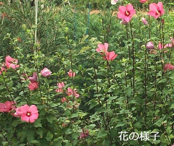 ムクゲ 人気 植木 庭木 現品販売