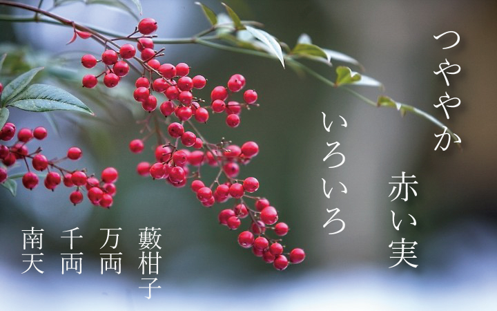 スライドショー　ナンテン720
