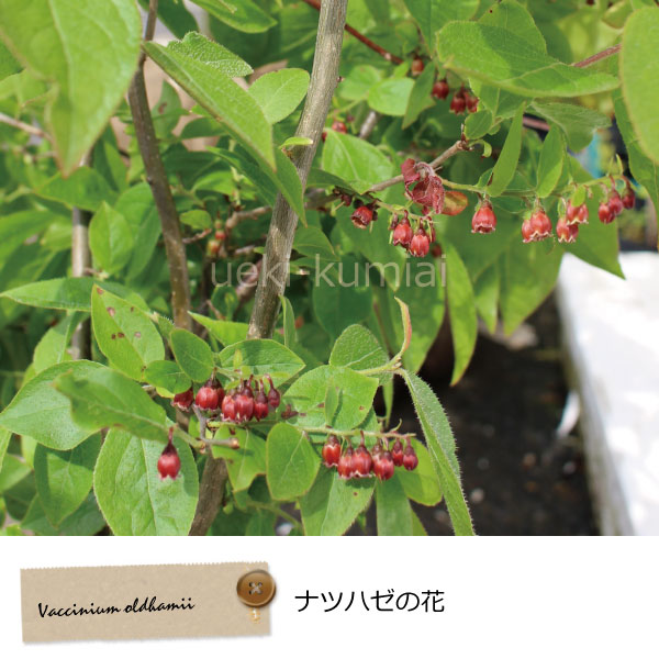 夏はぜ　ナツハゼ　花