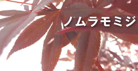 野村もみじ　ノムラモミジ