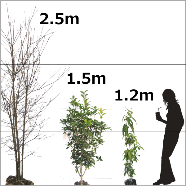 生垣用の木 1ｍ以上 植木組合