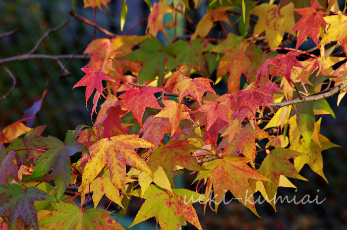 オオモミジ　おおもみじ　楓　カエデ　紅葉　植木組合　落葉