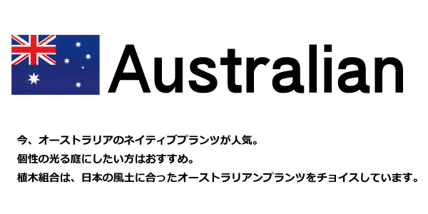 オーストラリアンプランツ　植木組合　販売