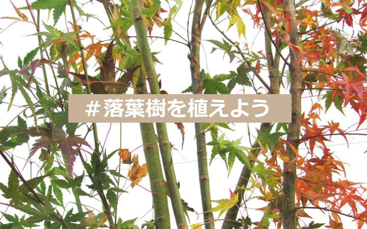 落葉樹を植えよう