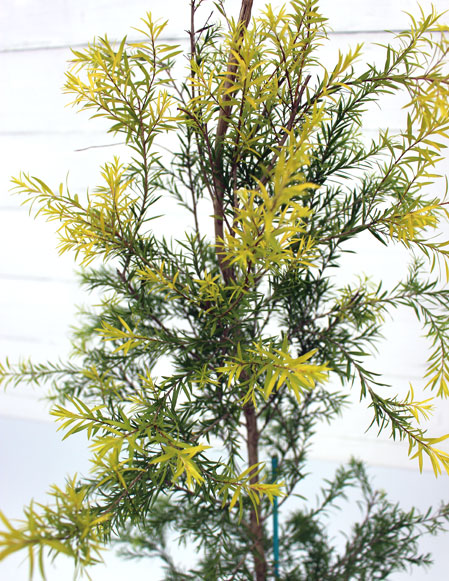 メラレウカ （メラリューカ） レボリューションゴールド