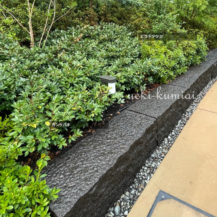 カンツバキ　ヒラドツツジ　植栽例　植木組合　