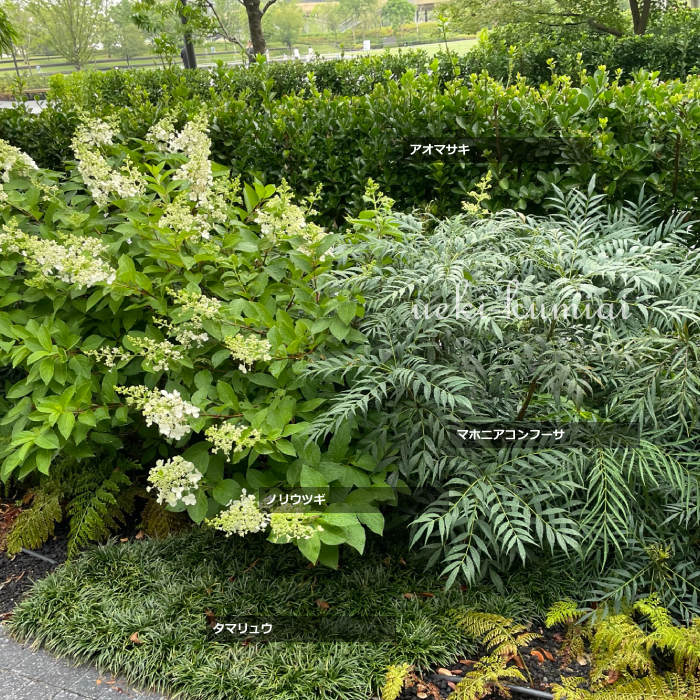 ノリウツギ　落葉低木　植木組合　タマリュウ　マホニアコンフーサ