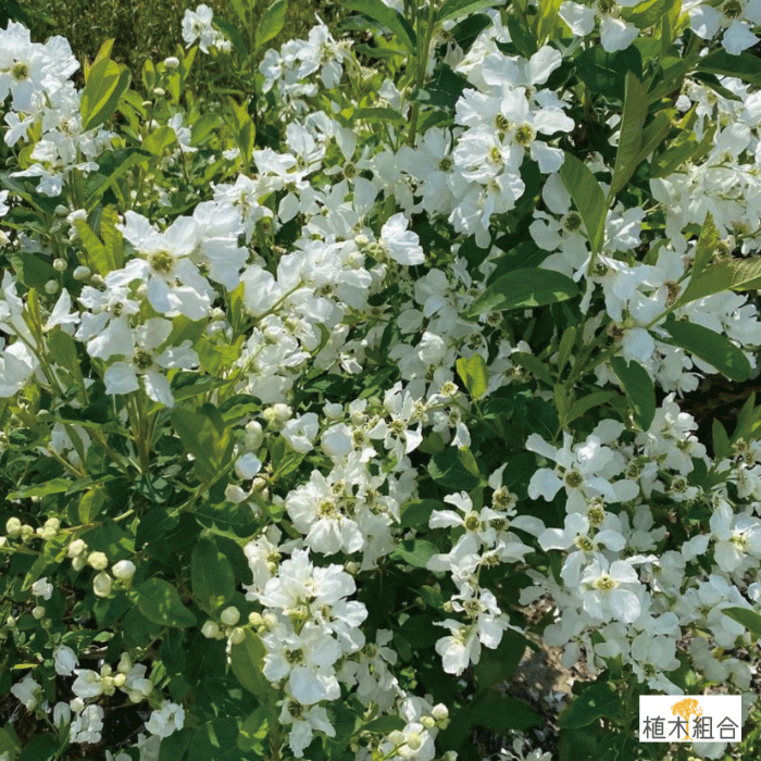 利休梅　りきゅうばい　リキュウバイ　植木組合