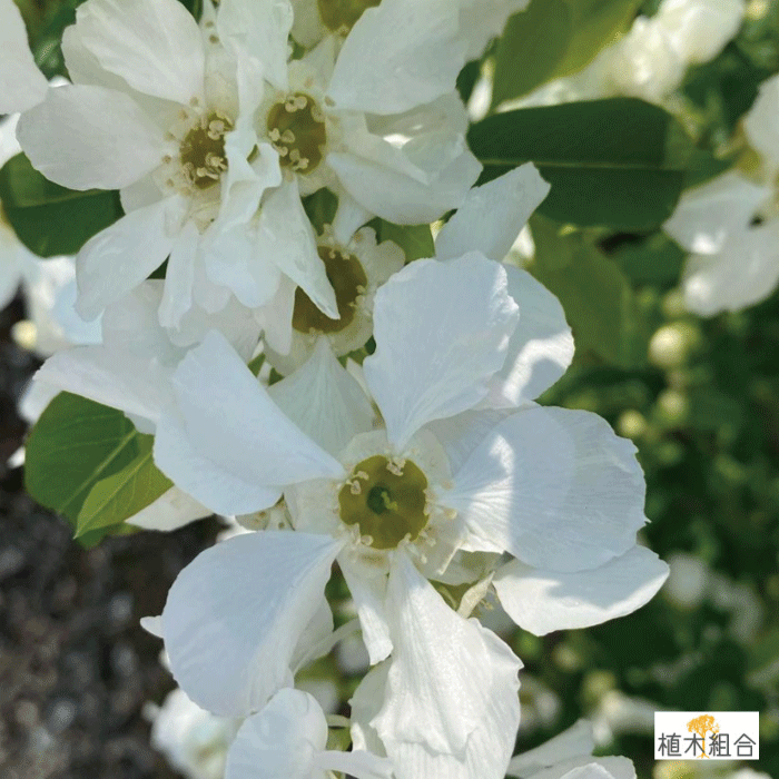 利休梅　りきゅうばい　リキュウバイ　植木組合