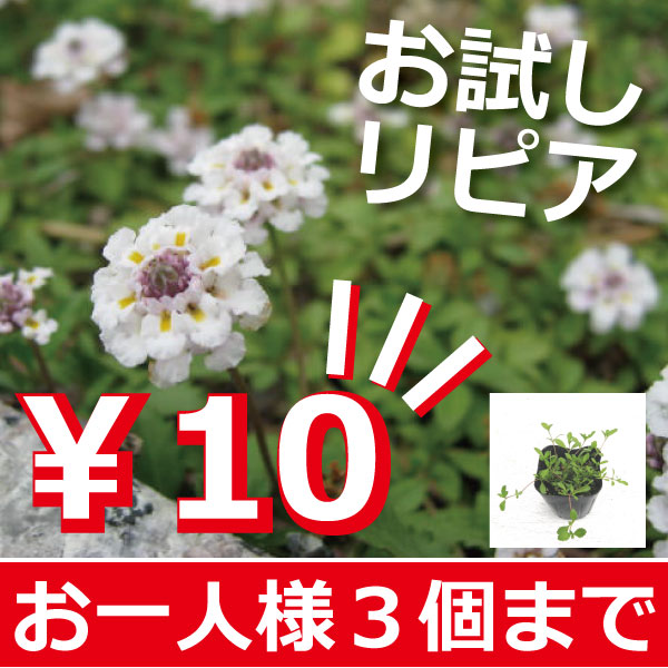 お試し　リピア　ヒメイワダレソウ　姫岩垂草　苗　販売