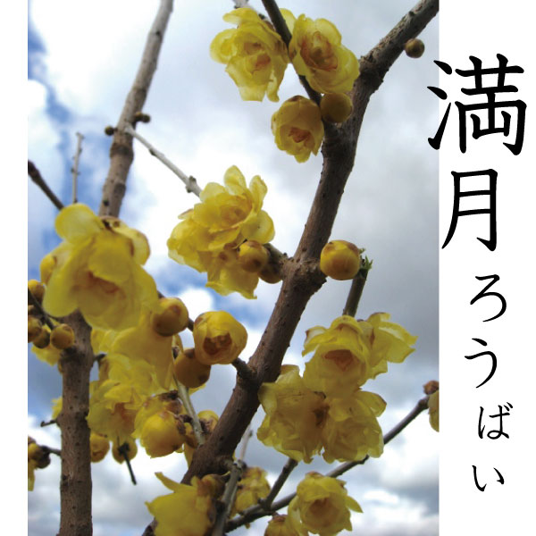 マンゲツローバイ　満月蝋梅ろうばい