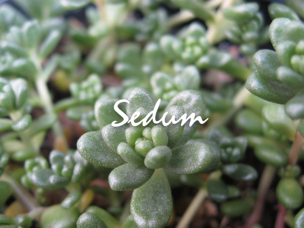 植木組合の　セダム　多肉植物　ダイトゴメ