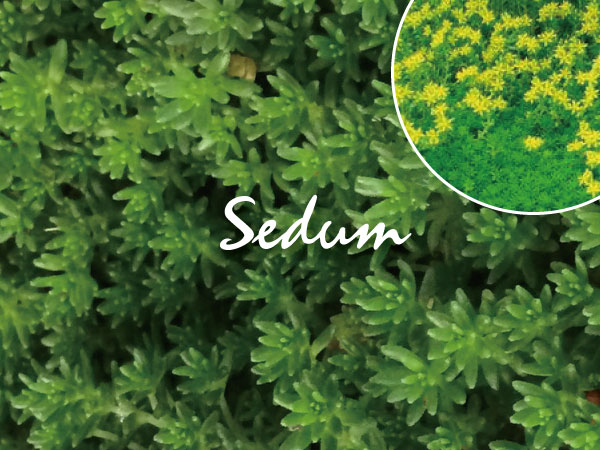 植木組合の　セダム　多肉植物　モリムラマンネングサ　万年草
