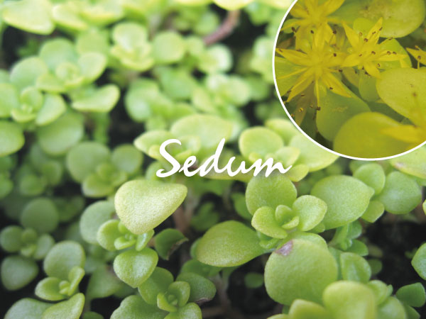 植木組合の　セダム　多肉植物　オウゴンマルバマンネングサ　黄金　万年草　オーレア