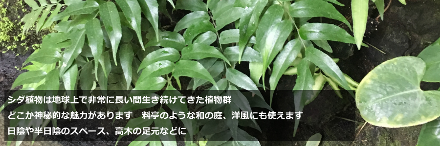 シダ　特集　植木組合　ベニシダ　オニヤブソテツ　タマシダ