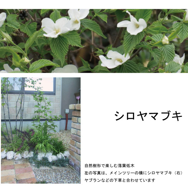 白山吹 シロヤマブキ