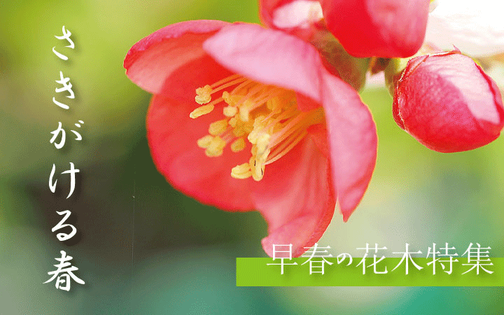 スライドショー　早春の花木