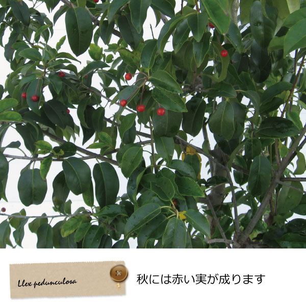 ソヨゴ　株立ち　そよご