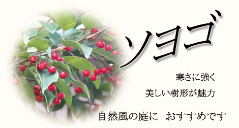 ソヨゴ