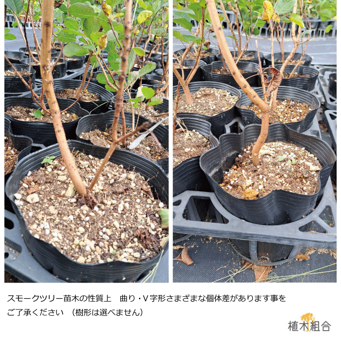 スモークツリー　ルビーハート　るびーはーと　すもーくつりー　植木組合　落葉　シンボルツリー　けむりの木