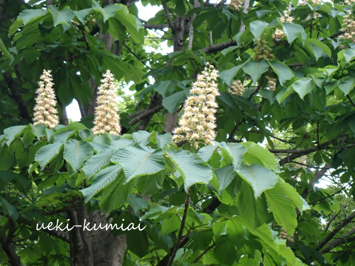 栃の木　とちのき　トチノキ　雑木　苗　木　植木組合　落葉