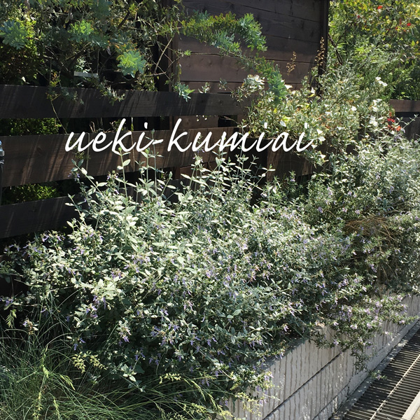 ツリージャーマンダー 15ｃｍポット入 ５０００円税抜お買い上げで 送料無料 一部地域除く 人気 植木 庭木