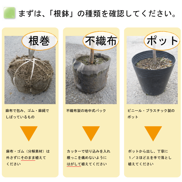 植木の植え方 植木組合 本店