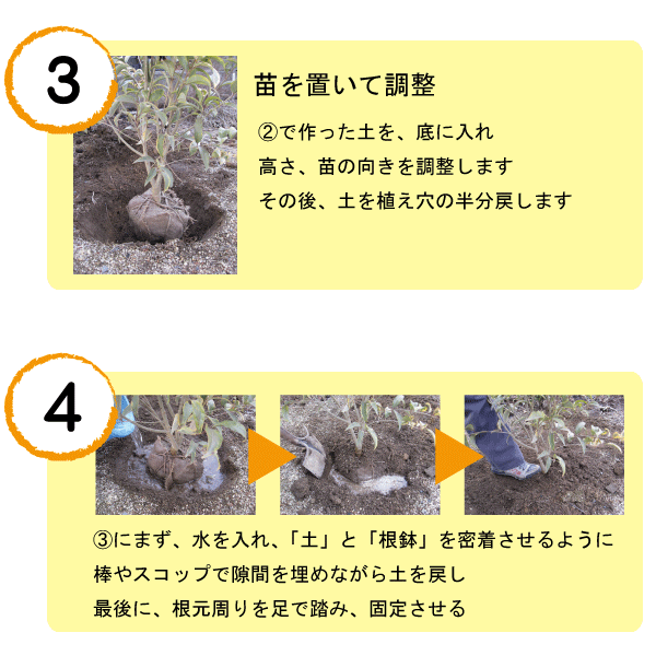 植木の植え方 植木組合 本店