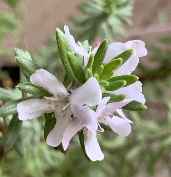 ウエストリンギア　白花